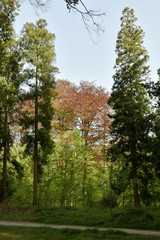 Conifères contrastant avec le feuillage pourpre des feuillus au bois des Capucins à Tervuren