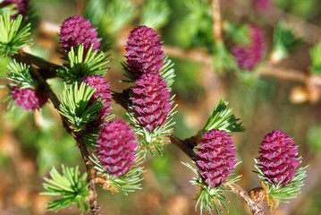 Larch strobili