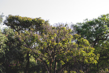 Árboles