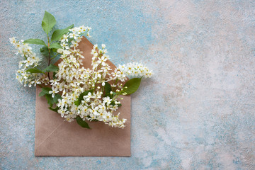 Branches with flowers of a bird cherry in an envelope on color background