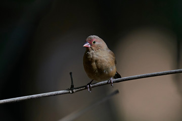 Red-billed firefinch (Lagonosticta senegala)