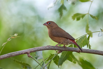 Red-billed firefinch (Lagonosticta senegala)
