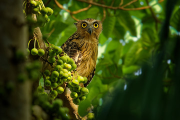 Buffy Fish Owl - Ketupa ketupu known as the Malay fish owl, is a species of owl in the family...
