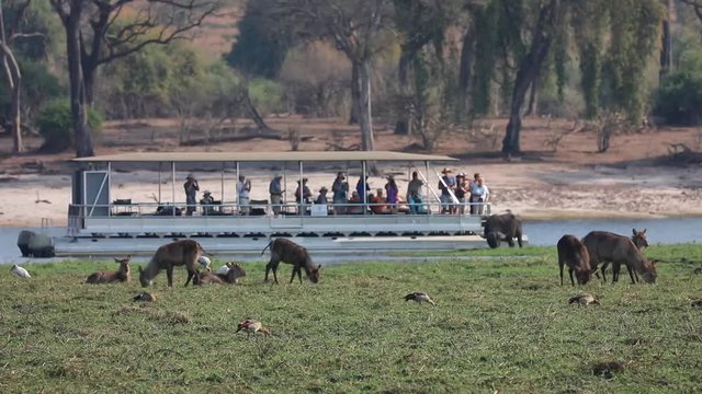 Herd of Lechwe in front of tourist cruise boat on Chobe River Botswana