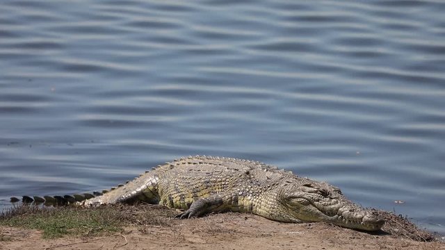 Nile Crocodile bathing in sun along Chobe River in Botswana