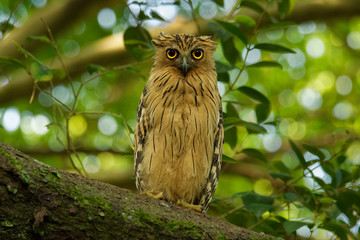 Buffy Fish Owl - Ketupa ketupu known as the Malay fish owl, is a species of owl in the family Strigidae