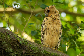 Buffy Fish Owl - Ketupa ketupu known as the Malay fish owl, is a species of owl in the family Strigidae