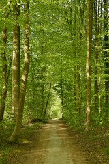 Chemin traversant une forêt de hêtres jeunes au printemps au parc de Tervuren à l'est de Bruxelles