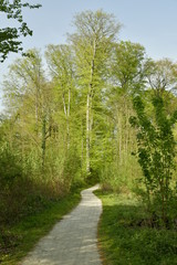 Chemin sinueux en pleine nature luxuriante au parc de Tervuren à l'est de Bruxelles