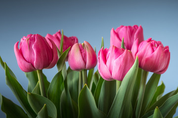 pink tulips on blue background