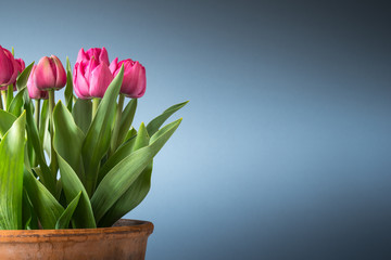 tulips in terracotta pot isolated on blue background