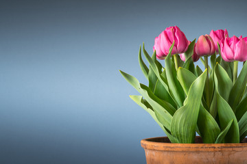 tulips in terracotta pot isolated on blue background