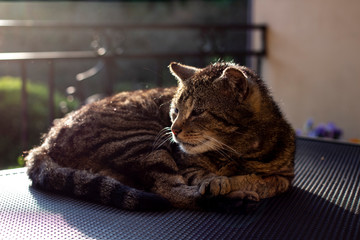 cat © Anna