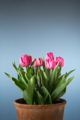 tulips in terracotta pot isolated on blue background