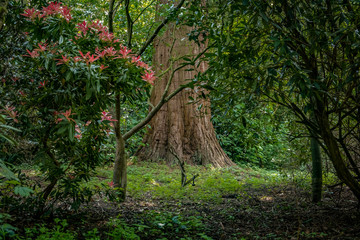 Tree trunk in wood clearing