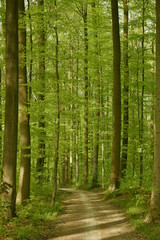 Chemin traversant une forêt de hêtres jeunes au printemps au parc de Tervuren à l'est de Bruxelles