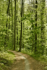 Chemin traversant une forêt de feuillus au bois des Capucins à Tervuren