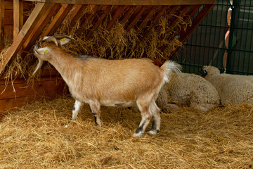 Ziege frisst Stroh