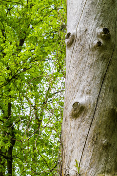 Dry tree trunk
