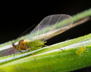 Green aphid with transparent wings and little aphid beside