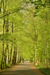 Promenade en dessous des feuillages luxuriants au parc de Tervuren à l'est de Bruxelles 