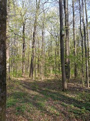 Fototapeta premium Spring Forest. Park ENEA. Day