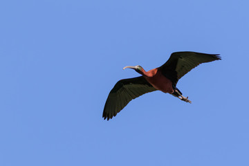 glossy ibis ( plegadis falcinellus ) in flight