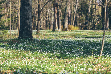 snowdrops in the spring forest