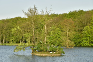 La petite ile circulaire ,refuge pour les canards et cygnes au milieu de l'étang du Château au parc de Tervuren à l'est de Bruxelles 