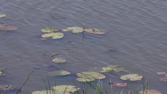 Water of the Okavango River with water lillies in Botswana