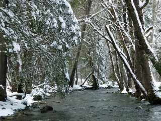 Rivi&egrave;re sous les arbres enneig&eacute;s.