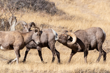 Obraz premium Wild Colorado Rocky Mountain Bighorn Sheep
