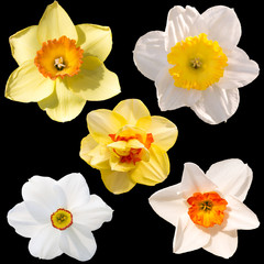A collage of flowers narcissus  isolated on black background