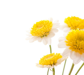 chamomile flower isolated on white