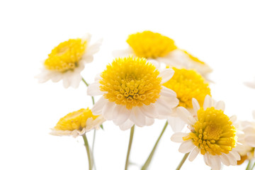 chamomile flower isolated on white