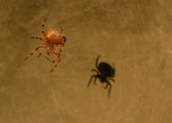 spider on web with shadow