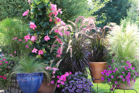 Lush summer planting with pink petunias, ornamental grasses, and colorful ceramic containers. Layered perennials and foliage create vibrant texture and color in a welcoming backyard outdoor terrace.