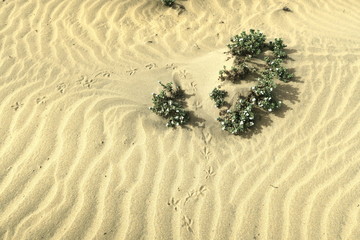 flowers and bird tracks in the sand in the desert near Maspalomas on the south coast of Gran Canaria