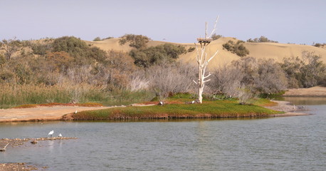 lake with birds in the desert near the town of Maspalomas on the south coast of Gran Canaria