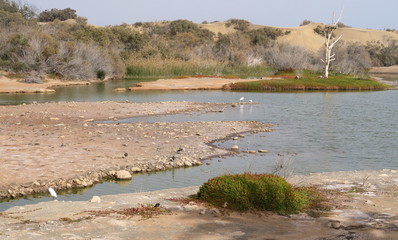 lake with birds in the desert near the town of Maspalomas on the south coast of Gran Canaria