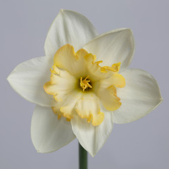 The flower is light-colored with a yellow center Narcissus isolated on a gray background.