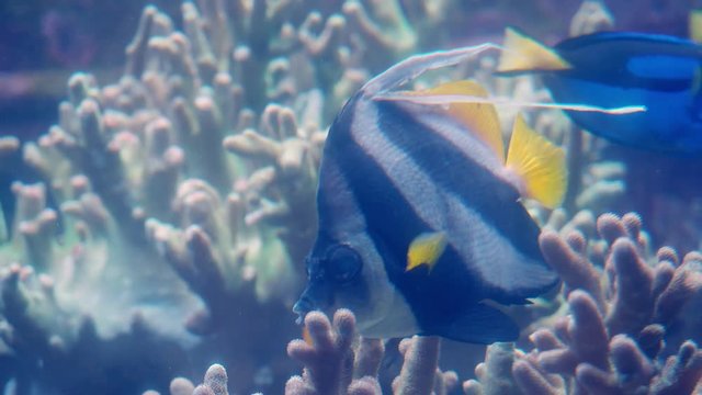Pennant Coralfish (Heniochus acuminatus) also known as the reef bannerfish or coachman