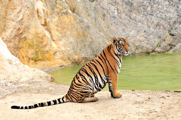 Fototapeta na wymiar The Bengal tiger beautiful side, sitting by the pool