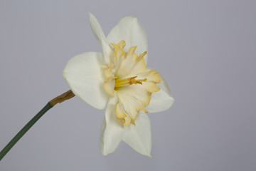 Fototapeta na wymiar The flower is light-colored with a yellow center Narcissus isolated on a gray background.