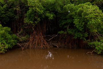 Mangue em Mundaú - CE, Brasil.