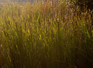 The leaves of grass with a warm llght coming through