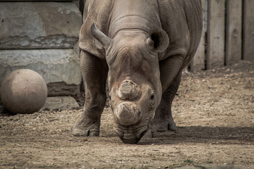Naklejka premium rhinoceros in zoo