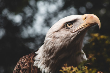 american bald eagle
