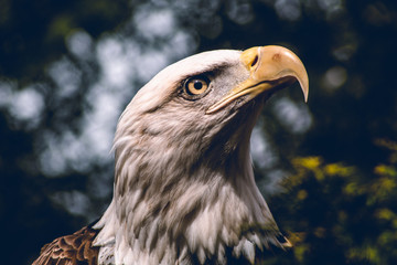 american bald eagle