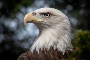 portrait of an eagle